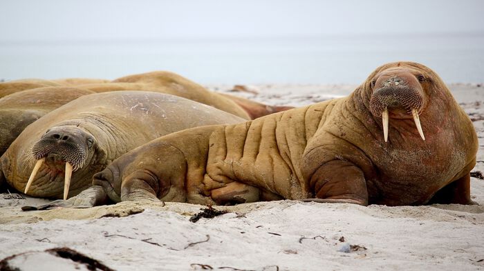 Hvalrosser ligger på en strand med havet i bakgrunnen