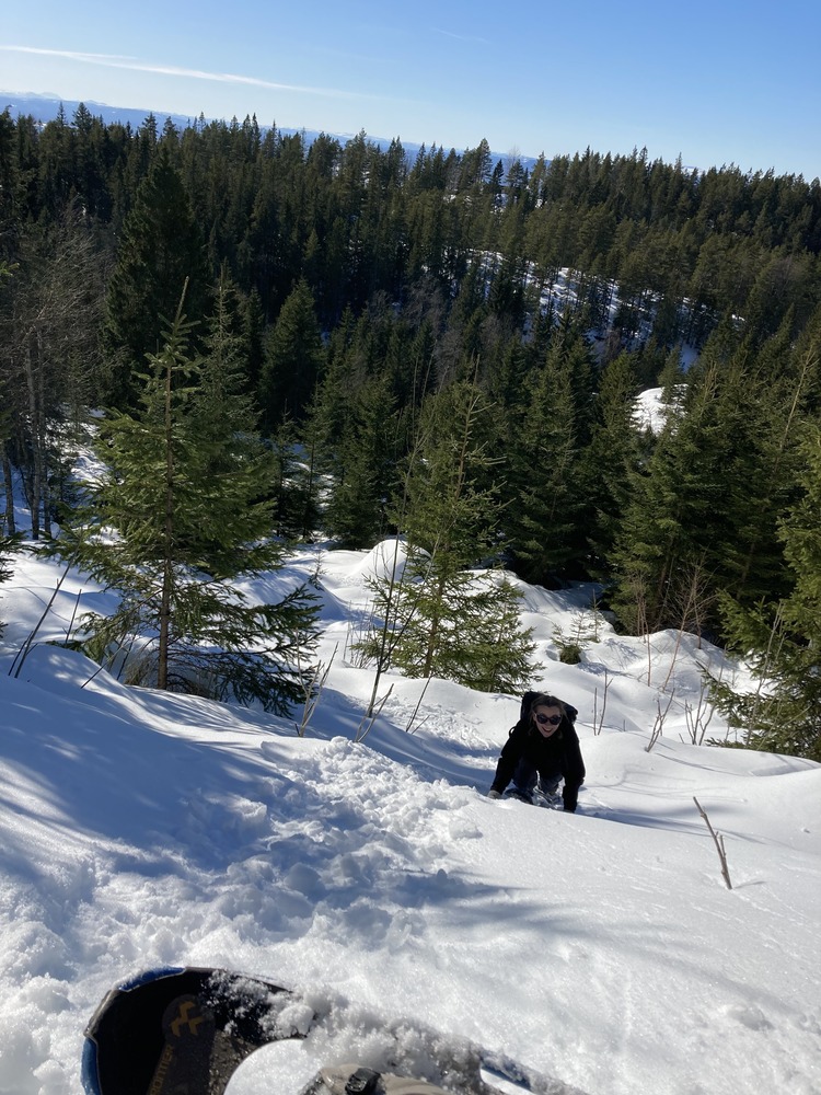 snødekt skog
