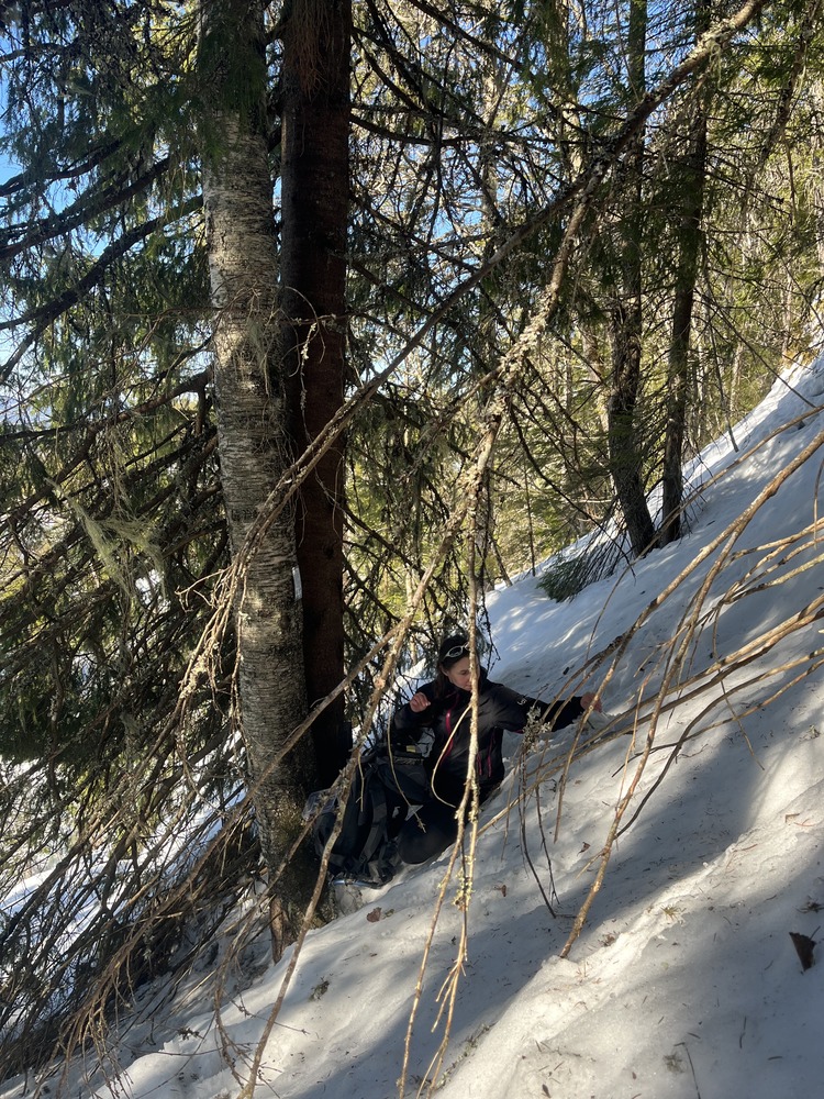 Skog