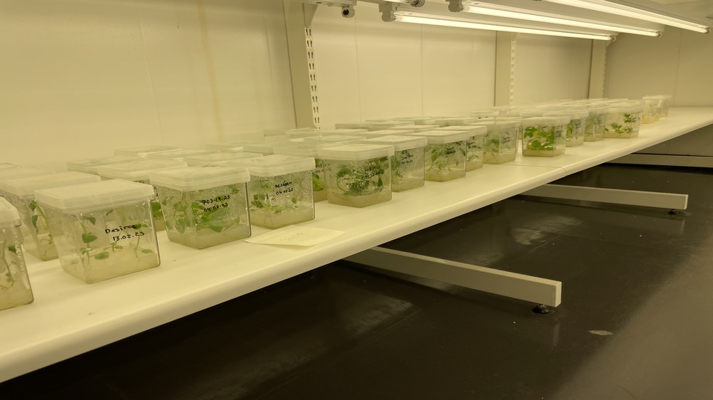 Bilde av små potetplante-spirer.