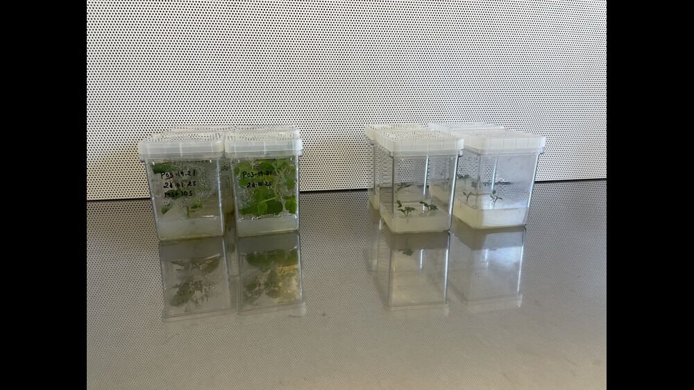 Bildet viser bokser med planter i medium.
