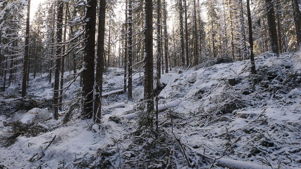 Bilde av skog med snødekt skogsbunn.