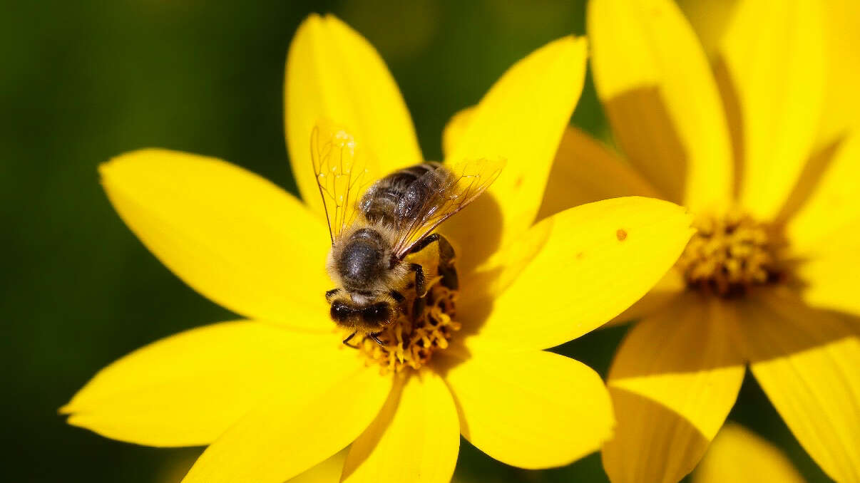 Bilde av bie på gul blomst.