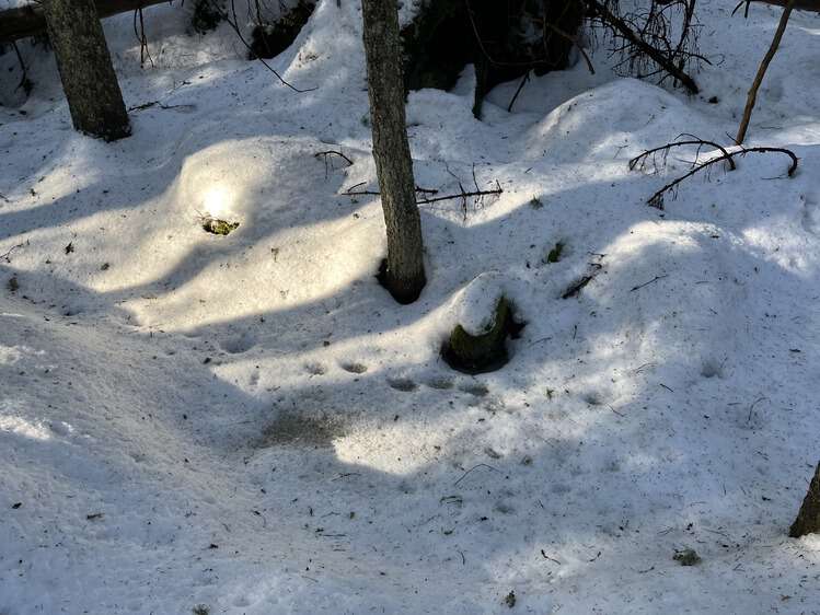 Bilde av skogsterreng dekket av snø.