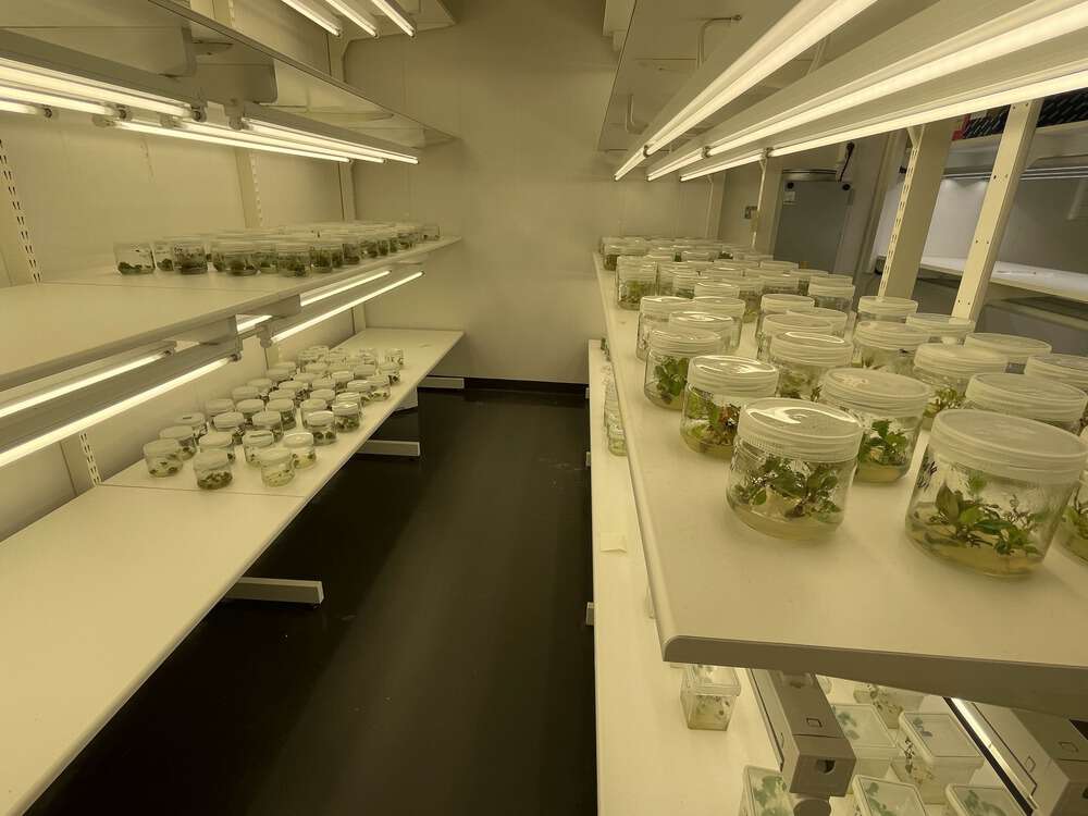Mange hyller med planter i små glass med lokk.