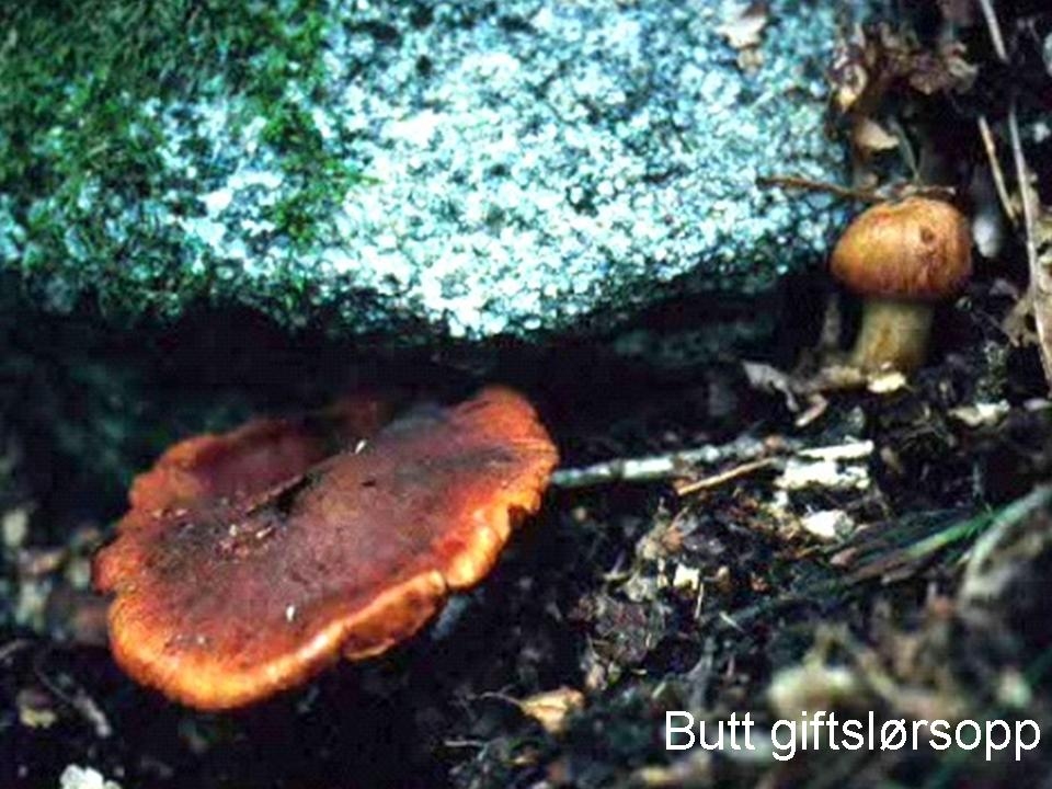 Butt giftslørsopp