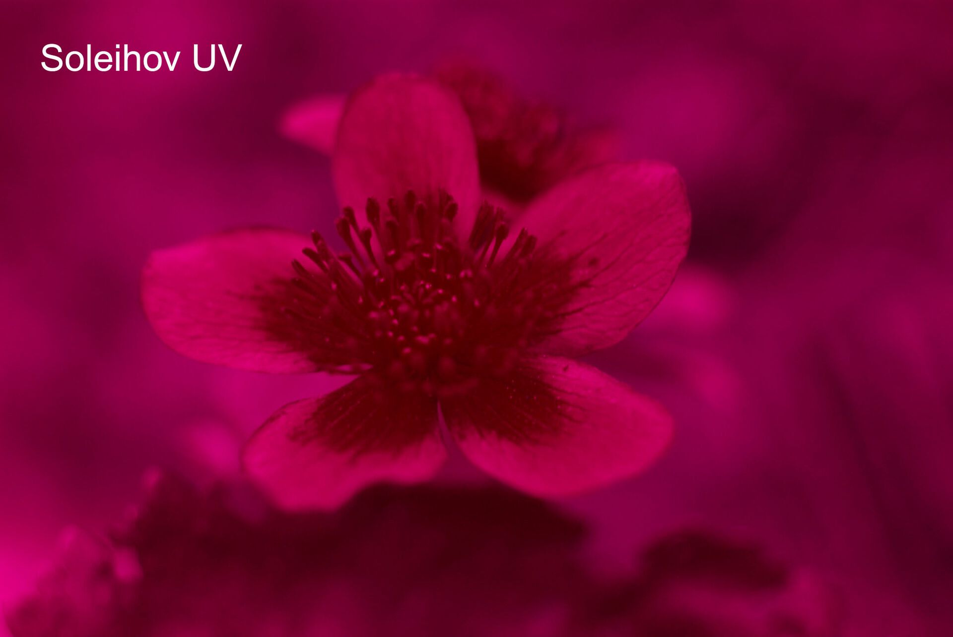 Soleiehov UV