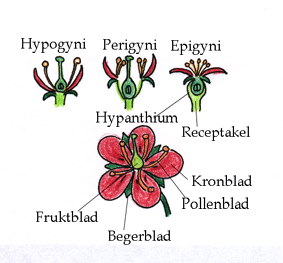 Blomst