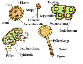 Hannlig del