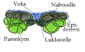 Spalteåpning