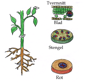 Tverrsnitt