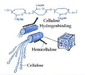Cellulose