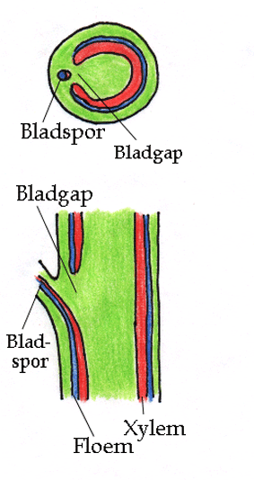 Bladspor og bladgap