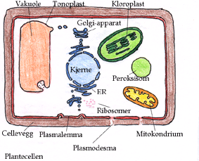 Plantecellen