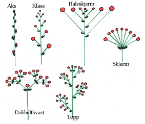 Blomsterstand