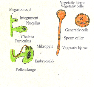 Pollenslangevei