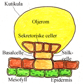 Kjerteltrikom