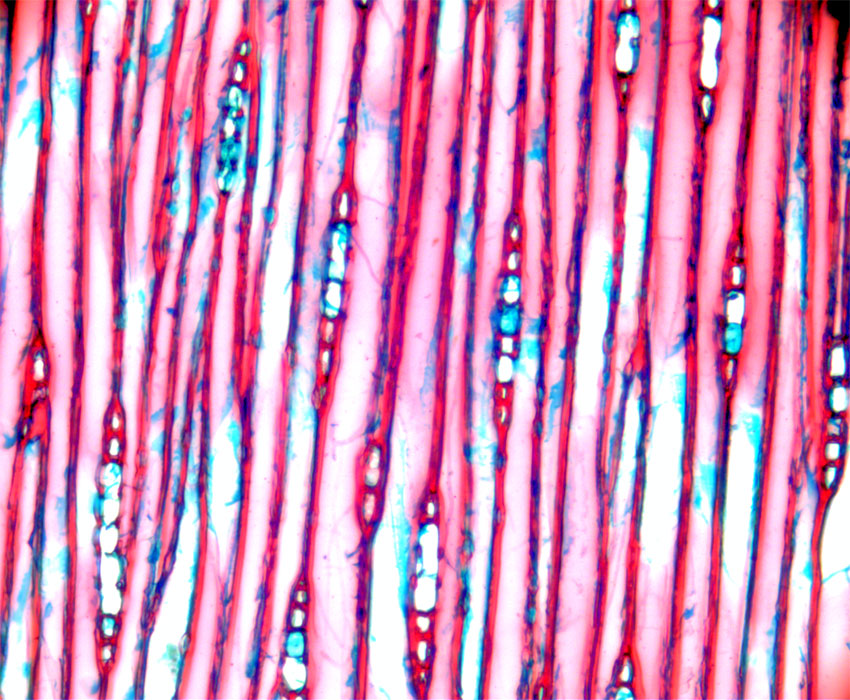 Furuved tangential lengdesnitt