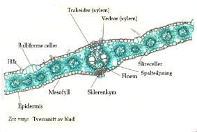 Maisblad