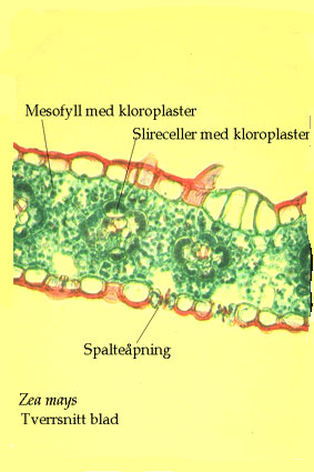 Maisblad