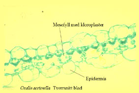 Gjøkesyreblad