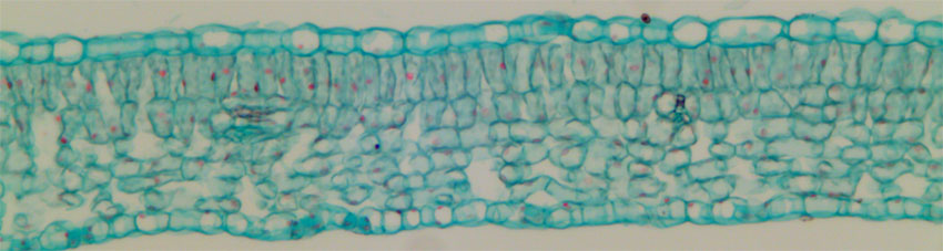 skyggeblad syrin (Syringa vulgaris)
