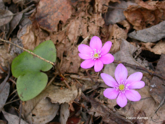 Hepatica nobilis