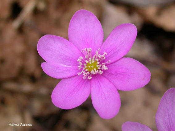 Hepatica nobilis