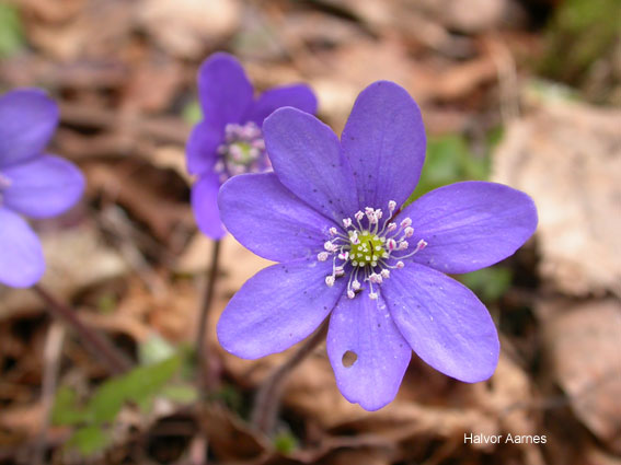 Hepatica nobilis