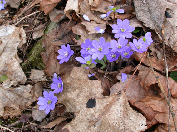 Hepatica nobilis