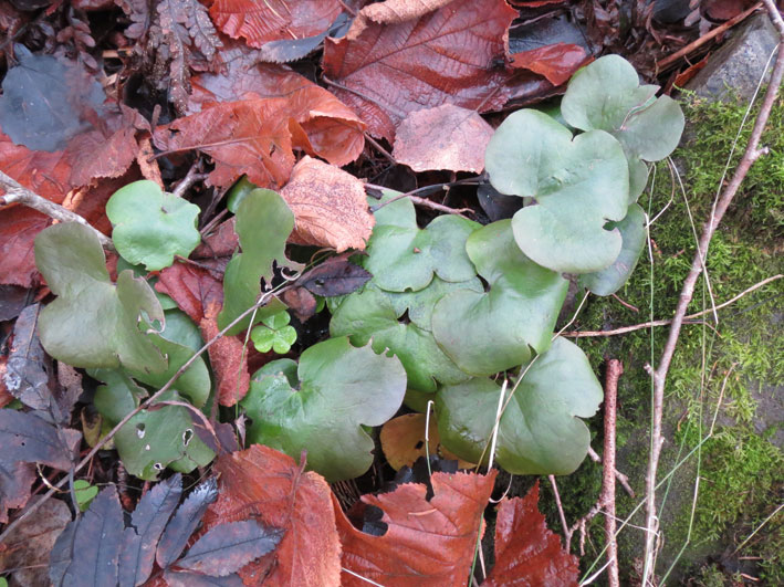 Vintergrønne blad hos blåveis