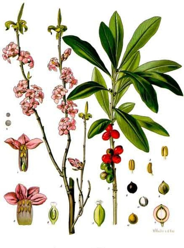 Daphne mezereum fra Köhlers Medizinal-Pflanzen. Wikimedia Commens.