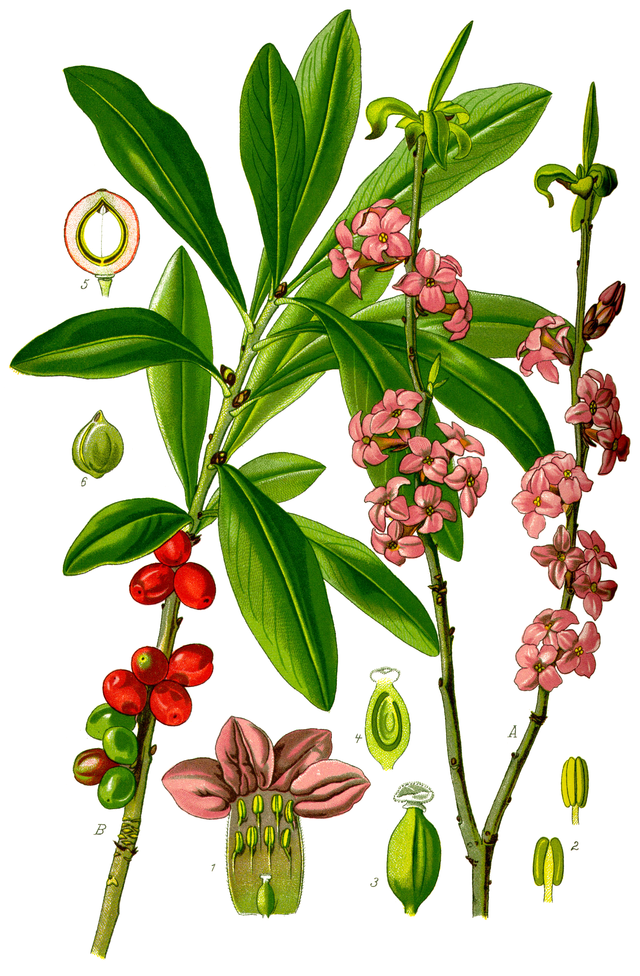Daphne mezereum (tysbast) av den tyske botanikeren og illustratøren Otto Wilhelm Thomé (1840–1925) fra Flora von Deutschland, Österreich und der Schweiz Wikimedia Commens.