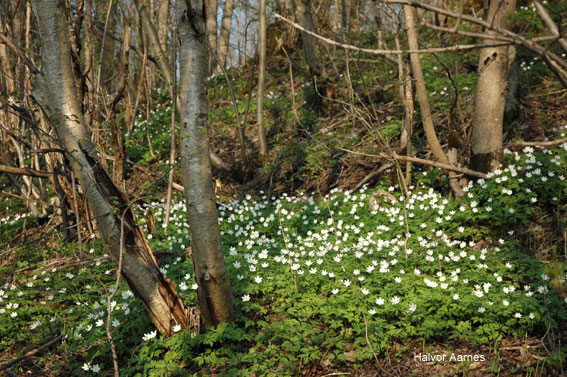 Anemone nemorosa