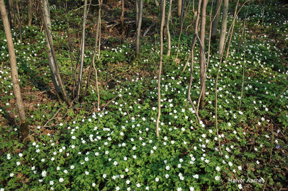 Anemone nemorosa