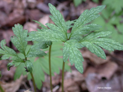 ochropsora ariea on Anemone nemorosa
