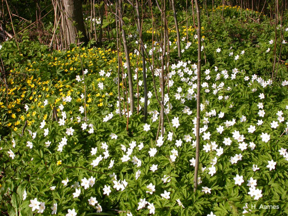 Anemone nemorosa