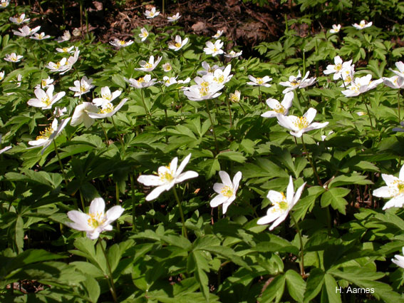 Anemone nemorosa