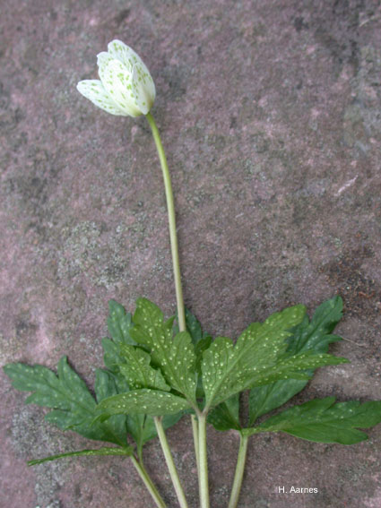 Ochropsora ariea