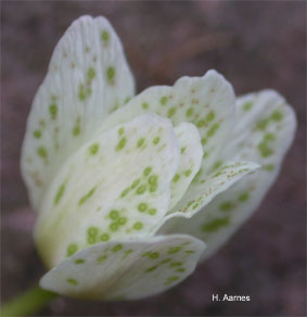 Ochropsora ariae