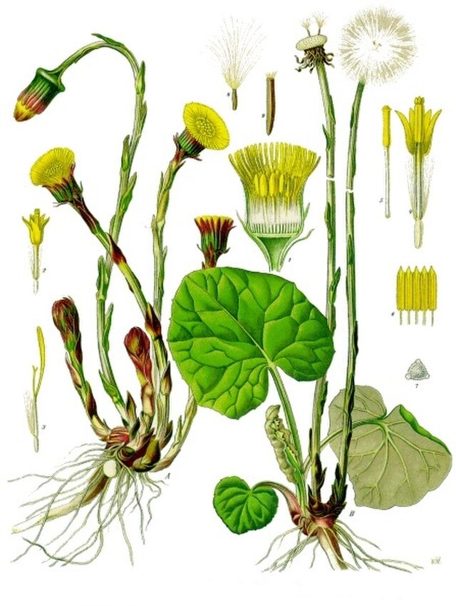 Tussilago farfara fra Köhlers Medizinal-Pflanzen. Wikimedia Commens.
