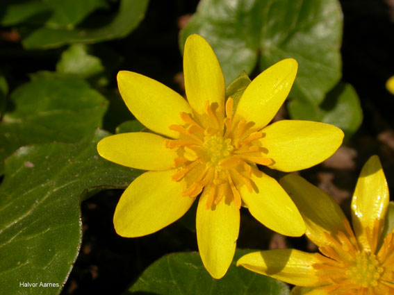 Ranunculus ficaria
