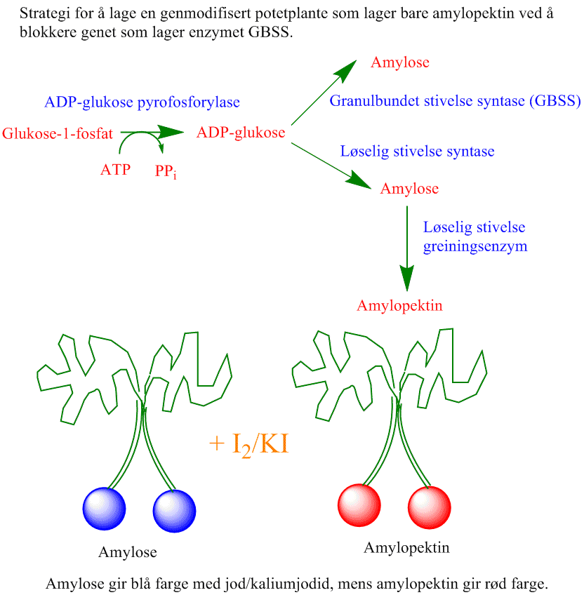 Amylopektin GMO