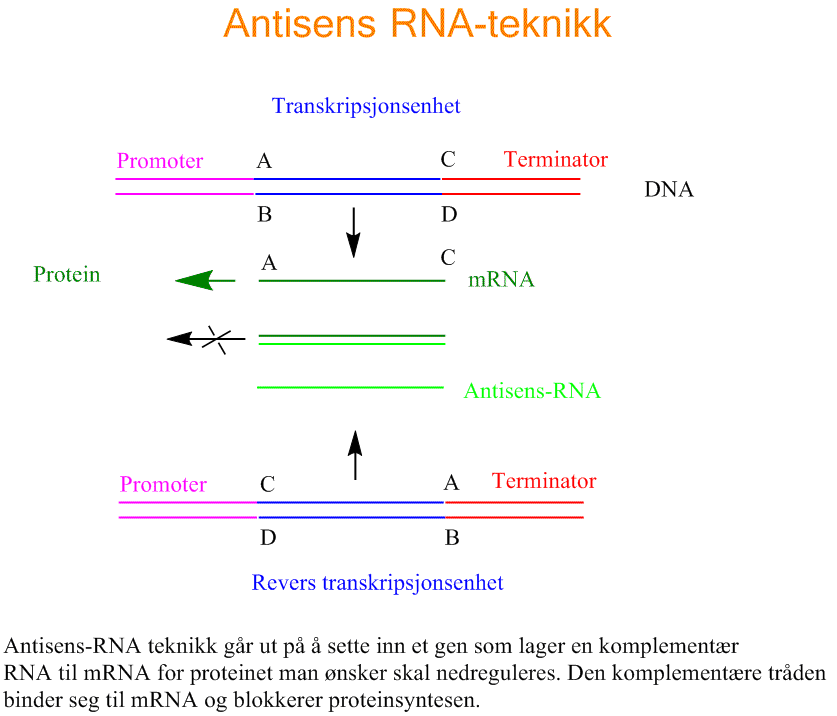 Antisens RNA teknikk