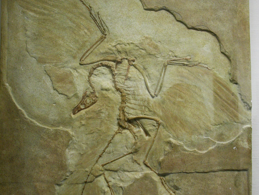 Urfuglen Archaeopteryx lithographia