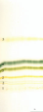 Tynnsjiktkromatografering