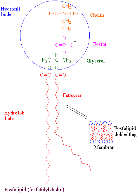 Fosfatidylcholin