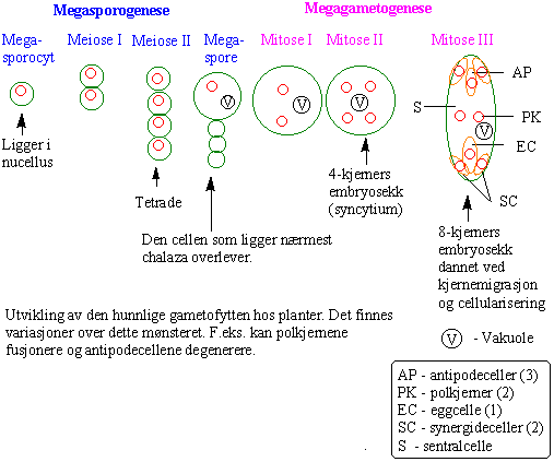 Megasporogenese/megagametogenese