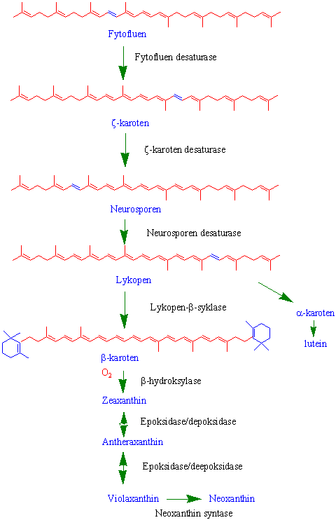 Karotenoidbiosyntese