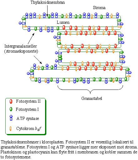 Thylakoidmembraner